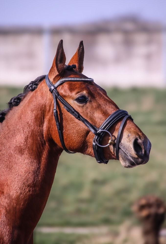 NRPS allround-pony Merrie 3 jaar Bruin te koop - Foto 6