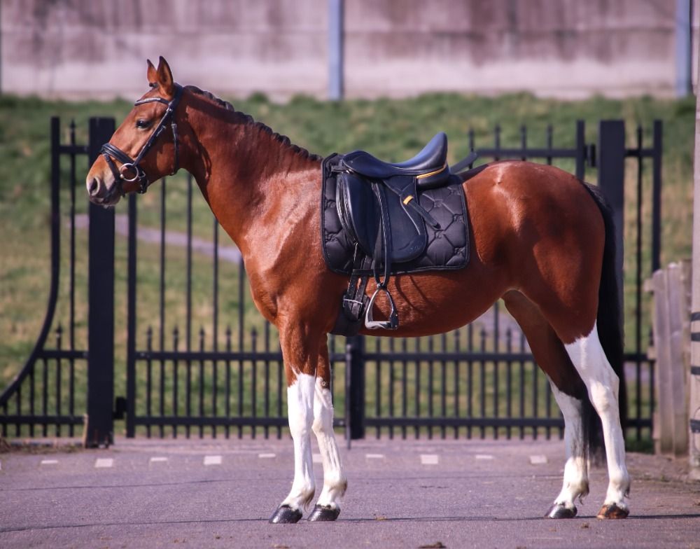 NRPS allround-pony Merrie 3 jaar Bruin te koop - Foto 2