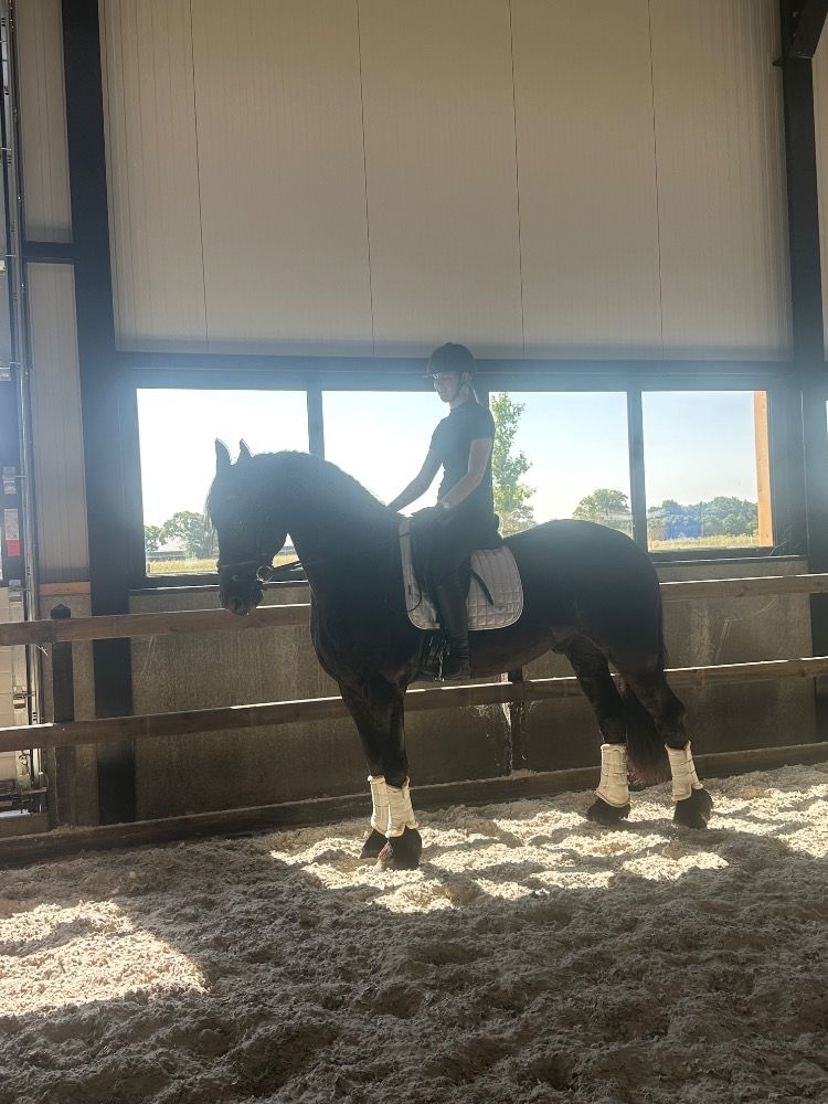 Fries dressuurpaard Ruin 6 jaar Zwart te koop - Foto 4
