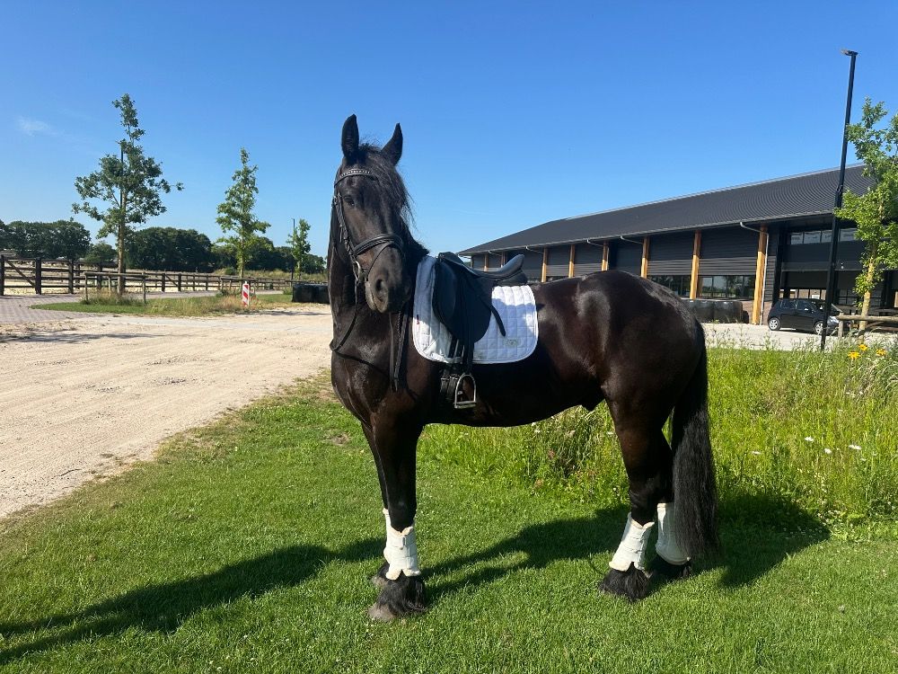 Fries dressuurpaard Ruin 6 jaar Zwart te koop - Hoofdfoto