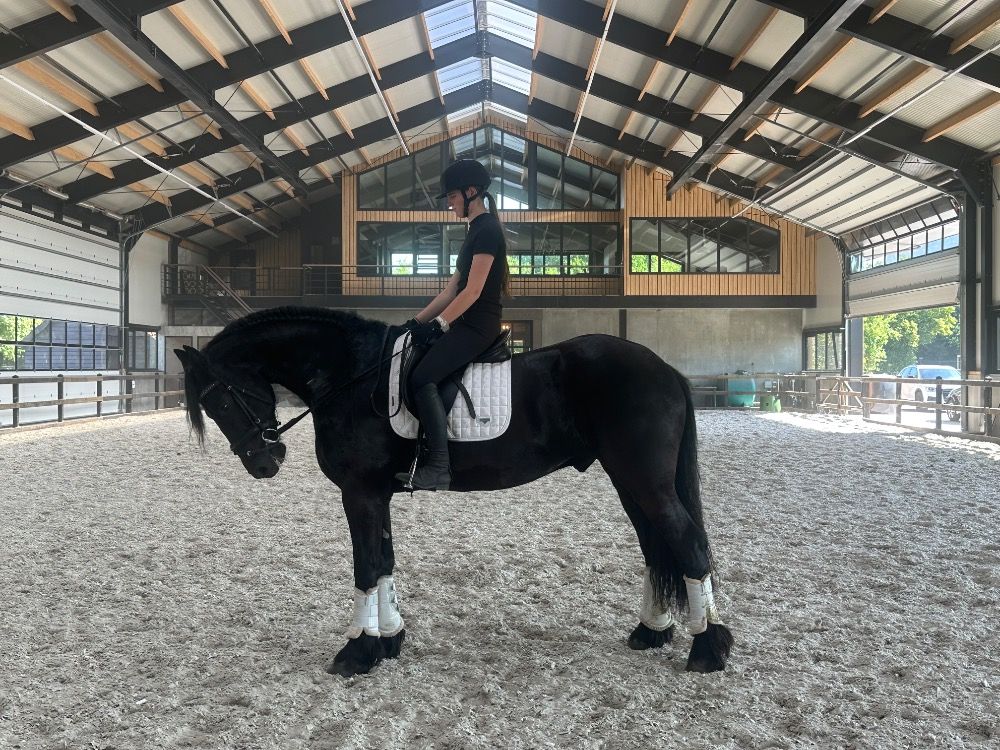 Fries dressuurpaard Ruin 6 jaar Zwart te koop - Foto 3
