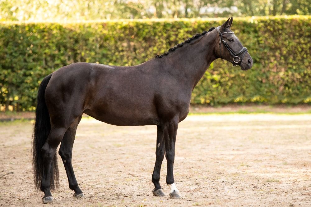 KWPN dressuurpaard Merrie 7 jaar Zwart te koop - Foto 5
