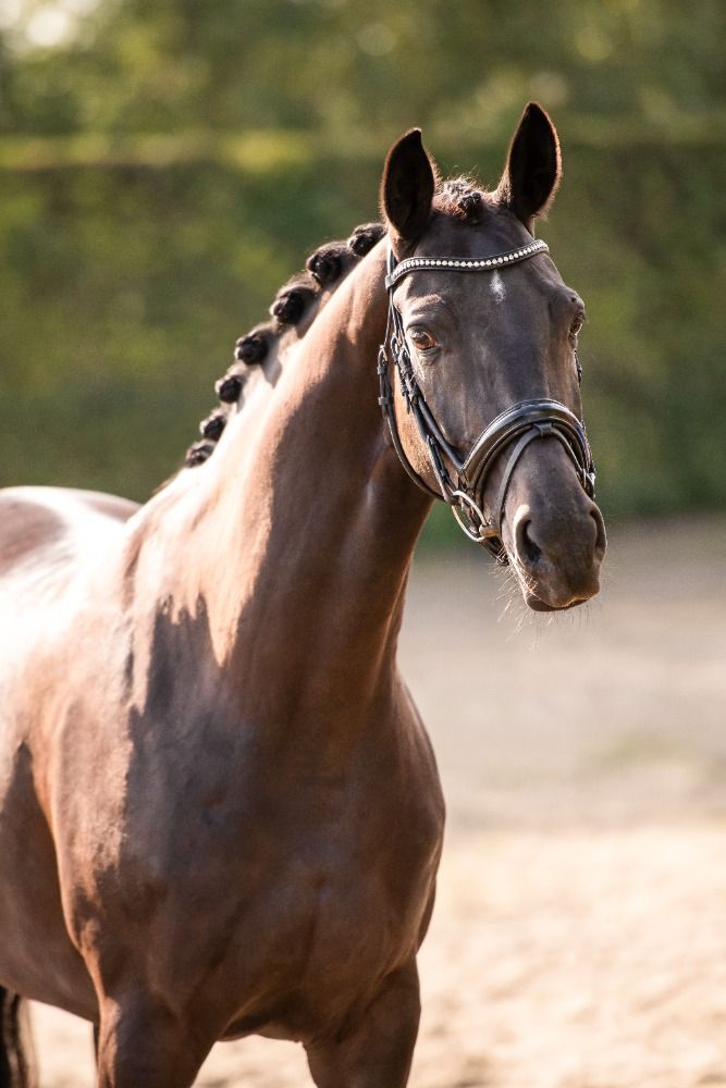 KWPN dressuurpaard Merrie 7 jaar Zwart te koop - Foto 6