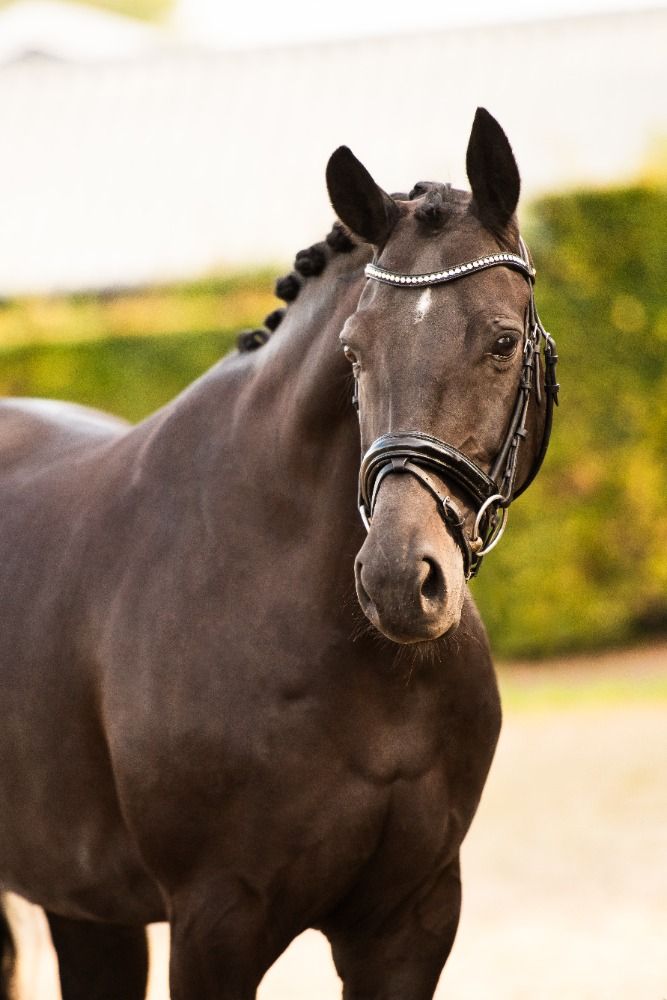 KWPN dressuurpaard Merrie 7 jaar Zwart te koop - Foto 2