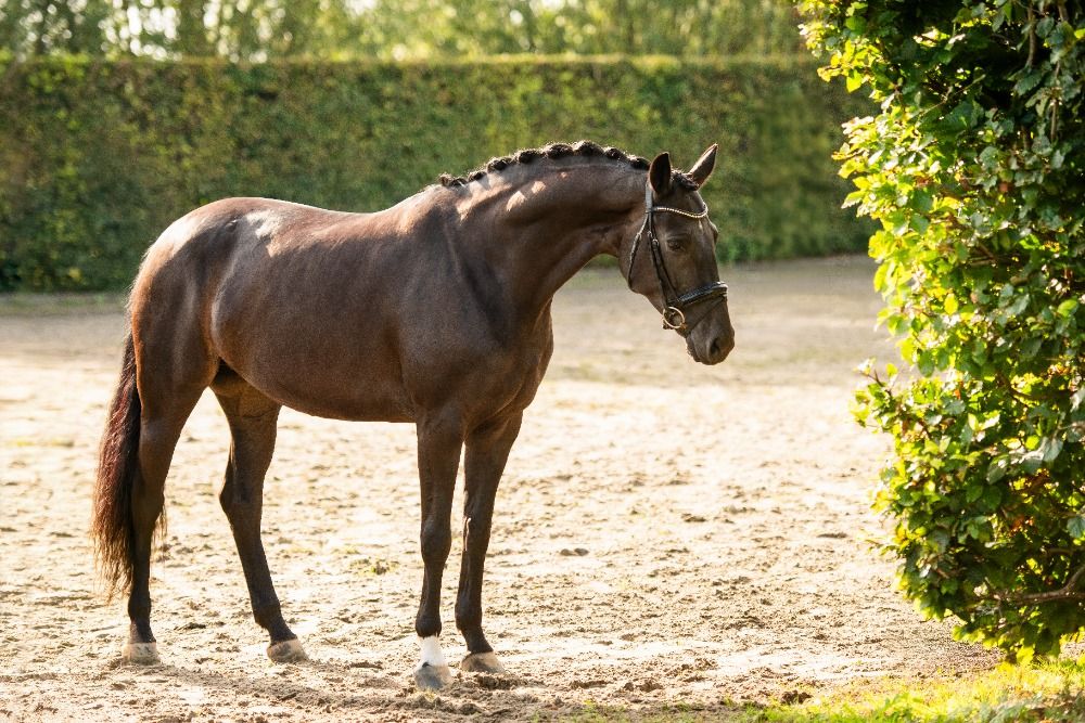 KWPN dressuurpaard Merrie 7 jaar Zwart te koop - Foto 4