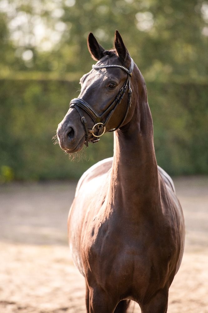 KWPN dressuurpaard Merrie 7 jaar Zwart te koop - Foto 3