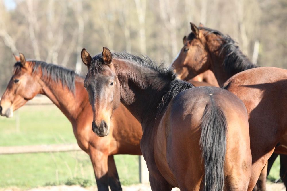 KWPN dressuurpaard Hengst 2 jaar Donkerbruin te koop - Foto 5