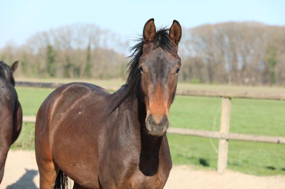 KWPN dressuurpaard Hengst 2 jaar Donkerbruin te koop - Foto 6