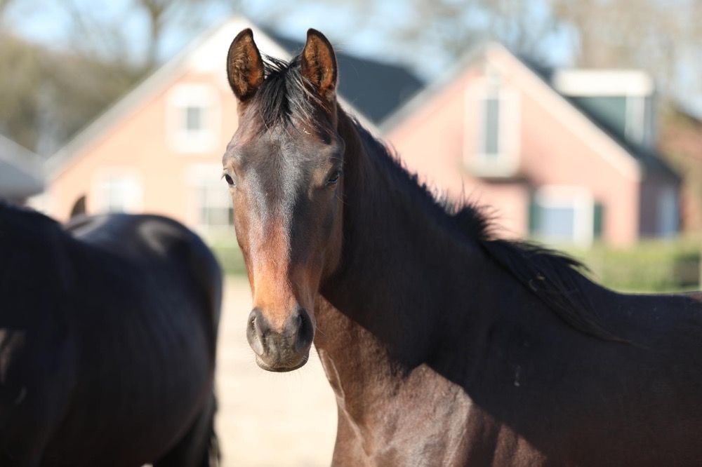 KWPN dressuurpaard Hengst 2 jaar Donkerbruin te koop - Foto 3