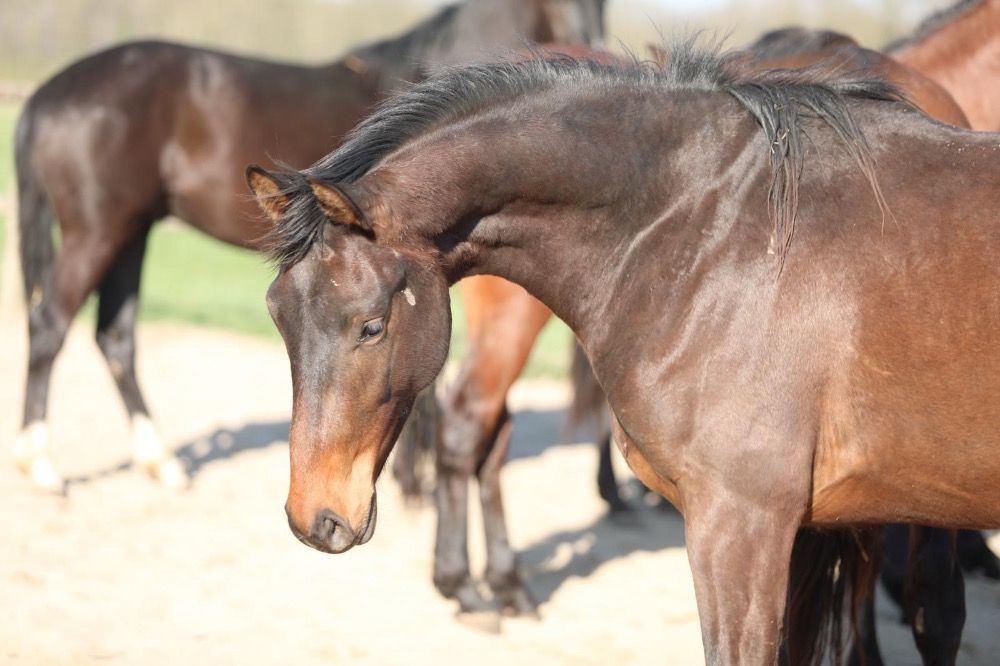 KWPN dressuurpaard Hengst 2 jaar Donkerbruin te koop - Foto 2