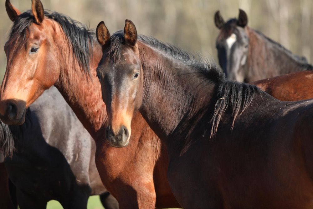 KWPN dressuurpaard Hengst 2 jaar Donkerbruin te koop - Foto 4