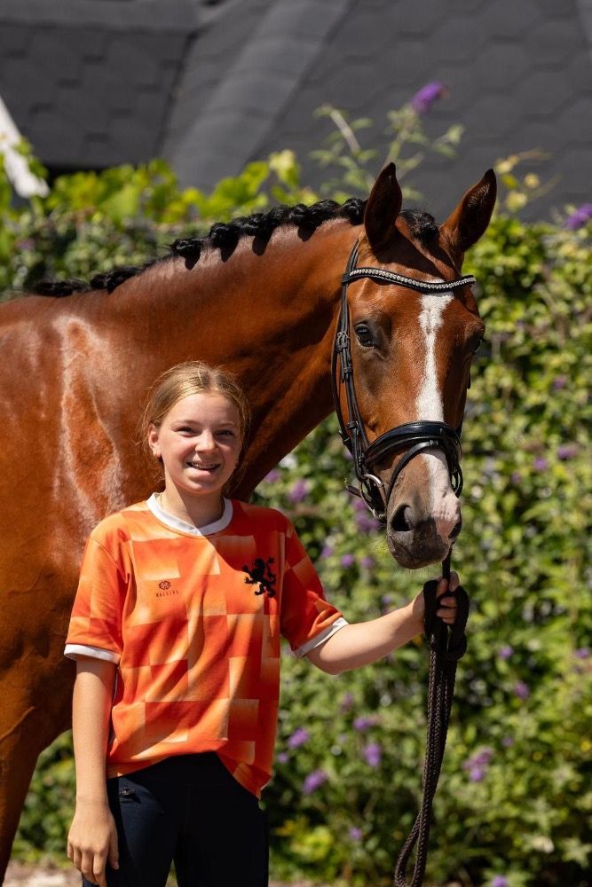 KWPN dressuurpaard Ruin 3 jaar Bruin te koop - Foto 5