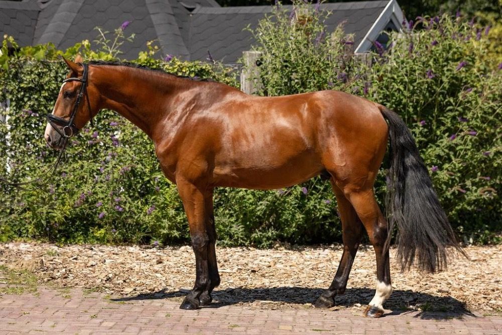 KWPN dressuurpaard Ruin 3 jaar Bruin te koop - Foto 4