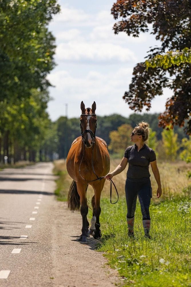 KWPN dressuurpaard Ruin 3 jaar Bruin te koop - Foto 3