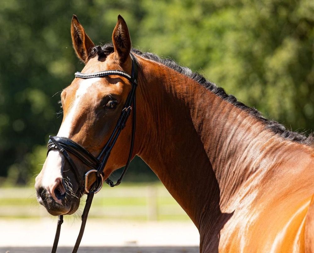KWPN dressuurpaard Ruin 3 jaar Bruin te koop - Foto 2