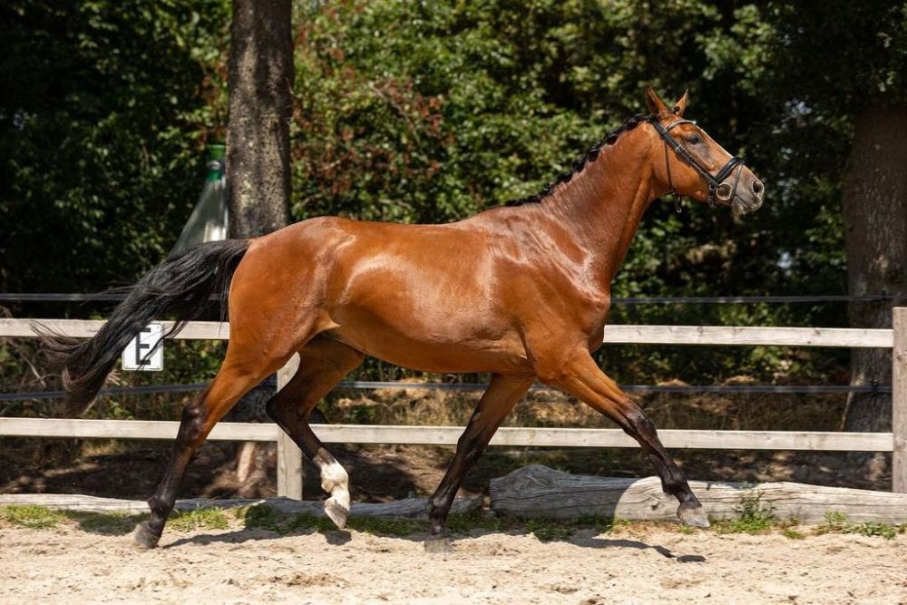 KWPN dressuurpaard Ruin 3 jaar Bruin te koop - Foto 6