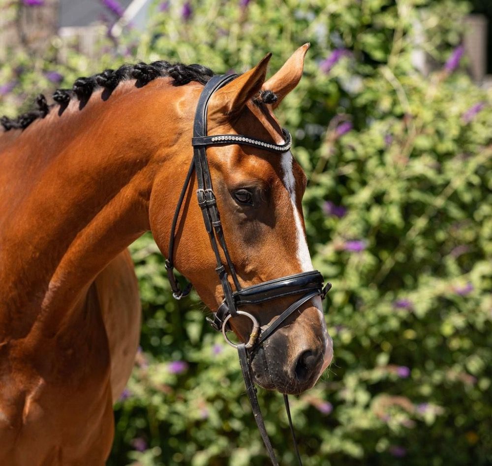 KWPN dressuurpaard Ruin 3 jaar Bruin te koop - Hoofdfoto