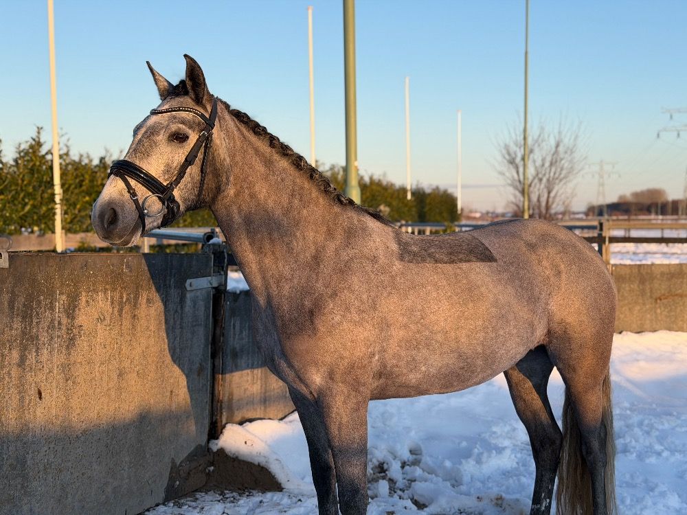 connemara pony merrie 4 years old schimmel for sale - Photo 6