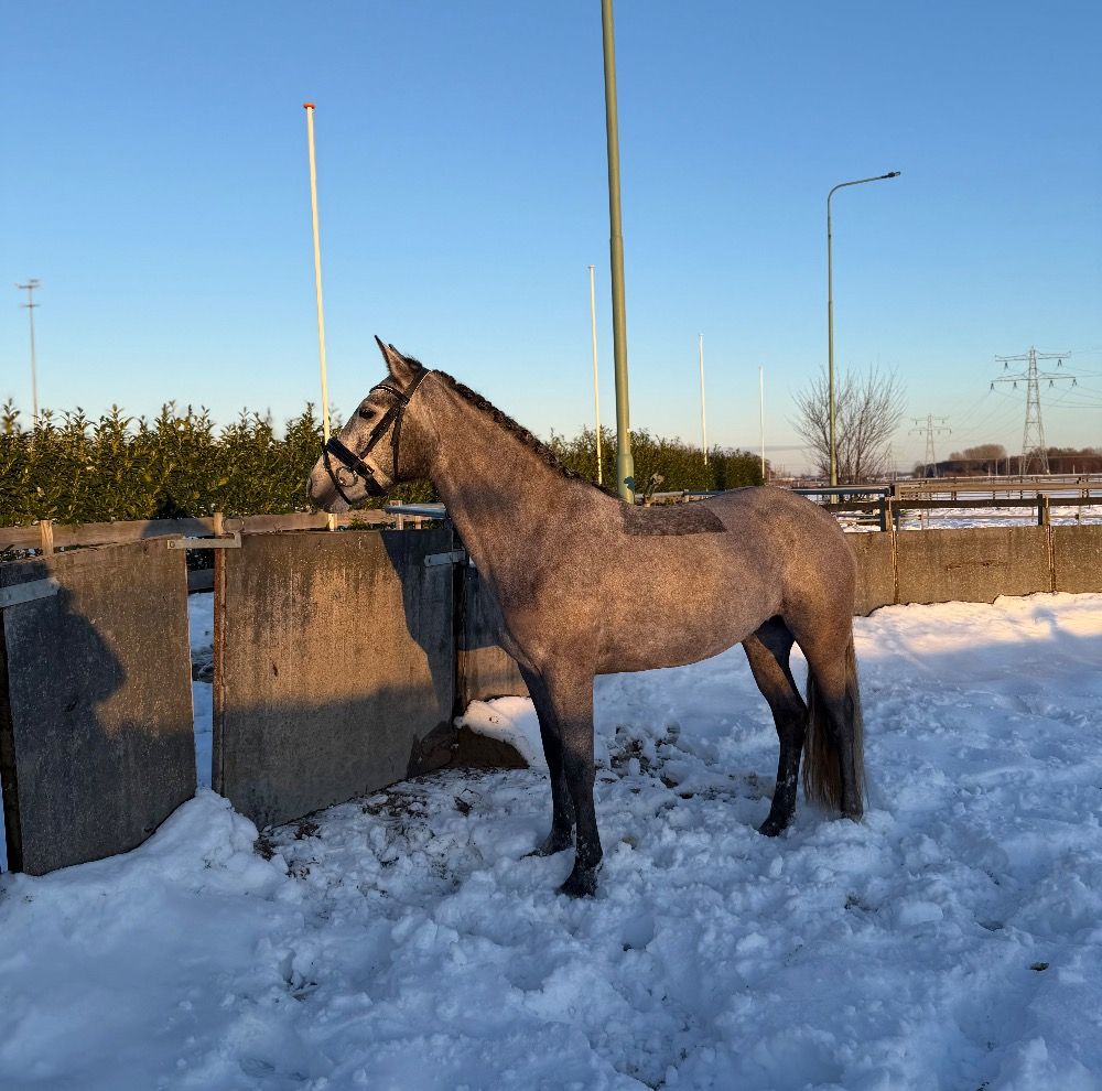 connemara pony merrie 4 years old schimmel for sale - Photo 2