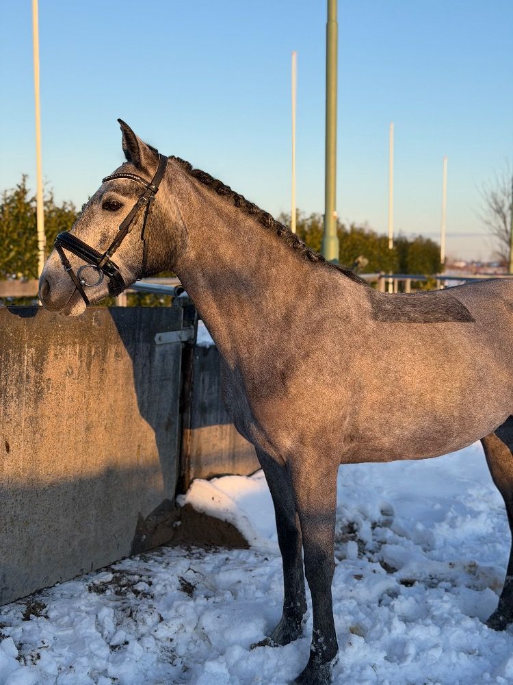 connemara pony merrie 4 years old schimmel for sale - Photo 5