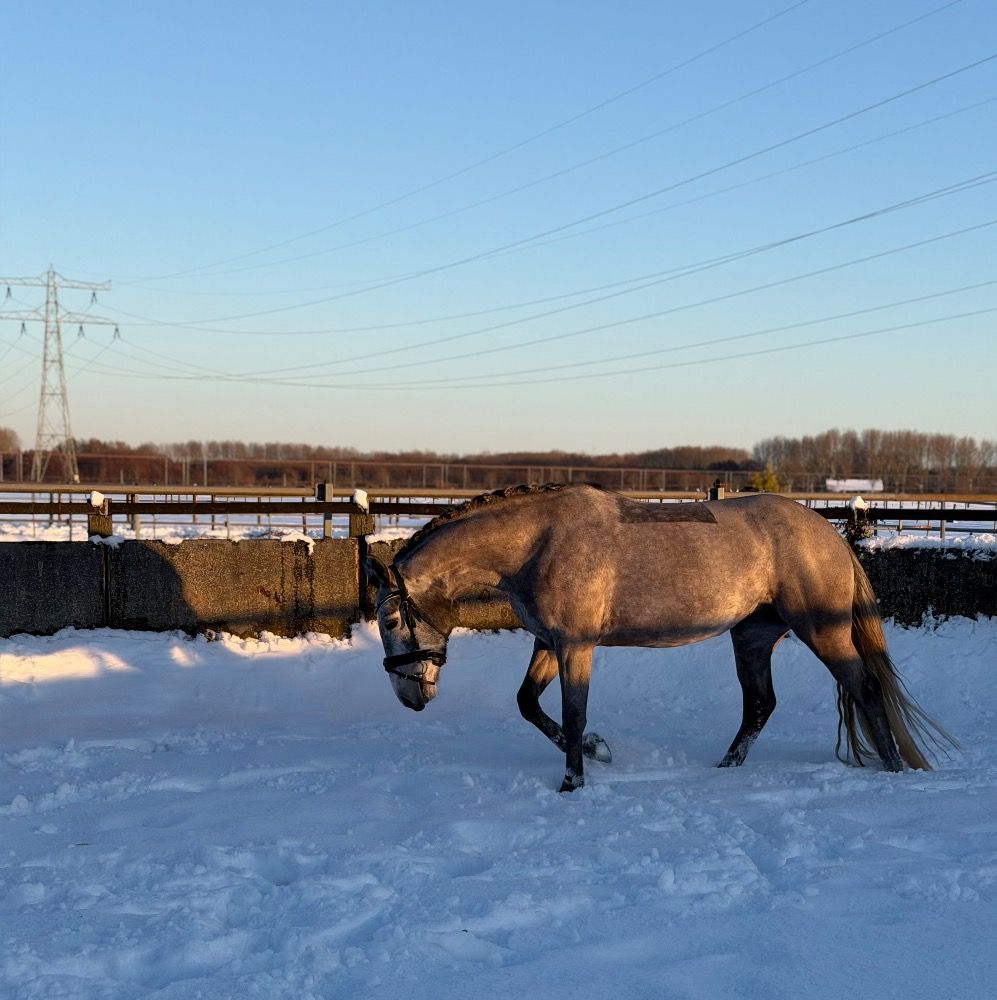 connemara pony merrie 4 years old schimmel for sale - Photo 4