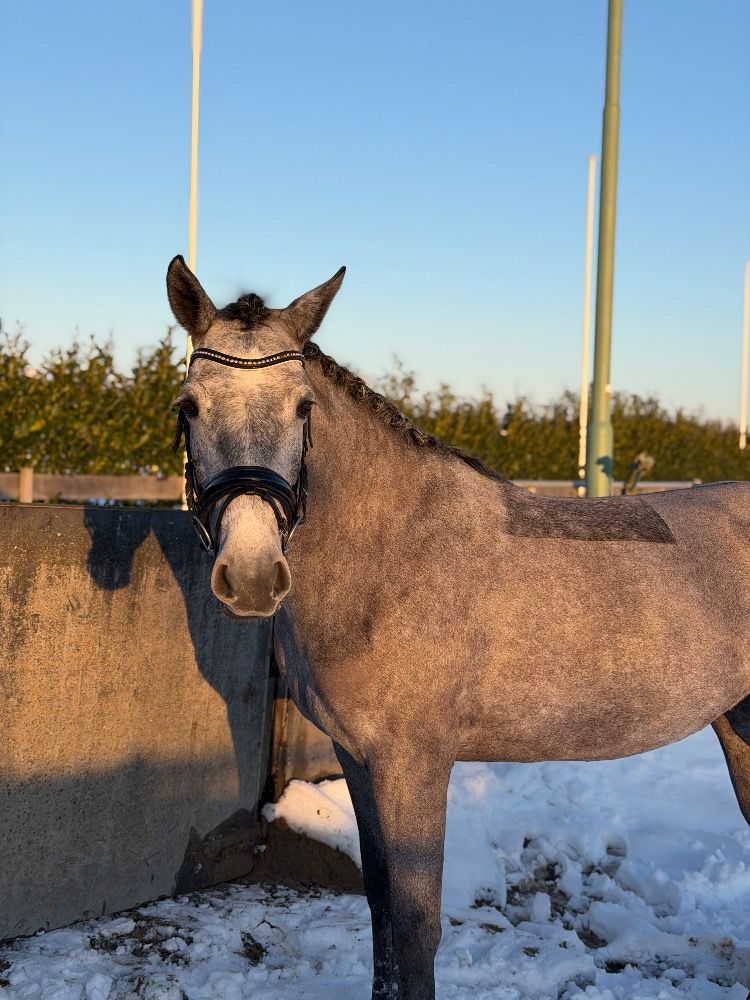 connemara pony merrie 4 years old schimmel for sale - Photo 3