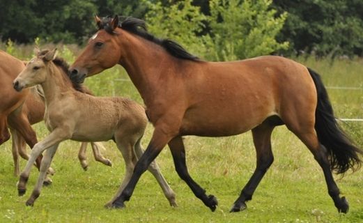 Estonian Native Horse dressage, show jumping stallion 01.08.2025 歳 Chestnut 売り出し中 - 写真 5