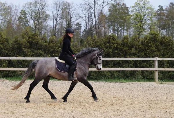 Estonian Native Horse dressage, show jumping stallion 01.08.2025 歳 Chestnut 売り出し中 - 写真 6