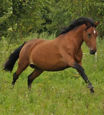 Estonian Native Horse dressage, show jumping stallion 01.08.2025 歳 Chestnut 売り出し中 - 写真 3