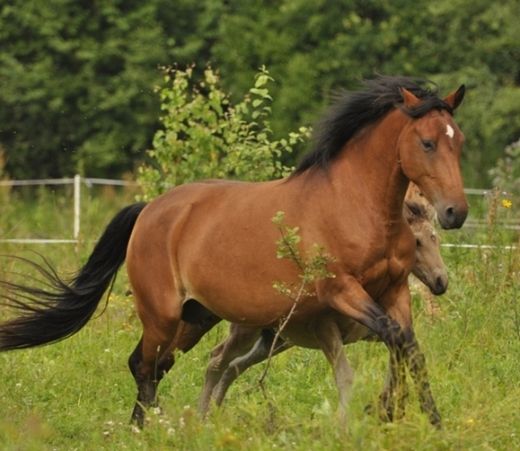 Estonian Native Horse dressage, show jumping stallion 01.08.2025 歳 Chestnut 売り出し中 - 写真 4