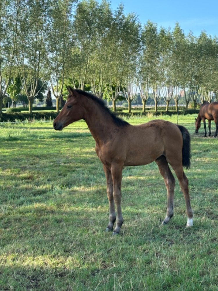 KWPN dressuurpaard Hengst Bruin te koop - Foto 5