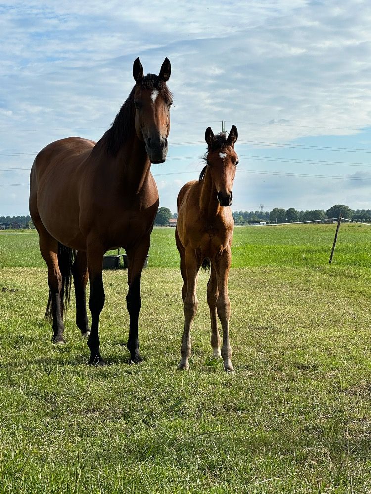 KWPN dressuurpaard Hengst Bruin te koop - Foto 4