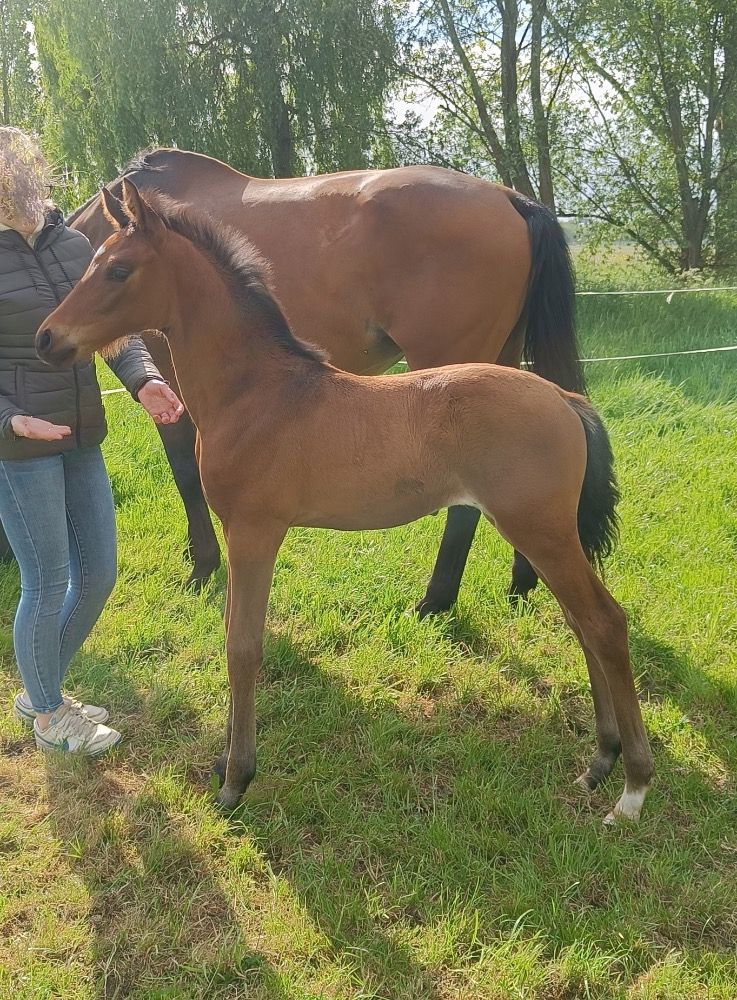 KWPN dressuurpaard Hengst Bruin te koop - Foto 3