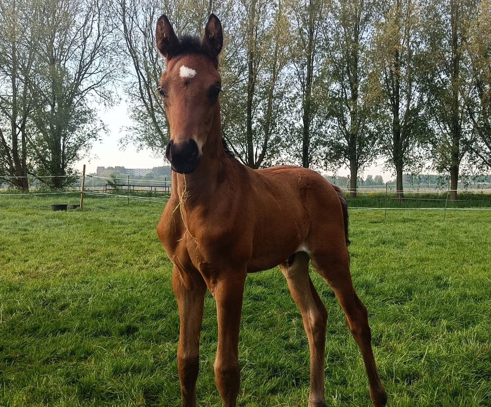 KWPN dressuurpaard Hengst Bruin te koop - Foto 2