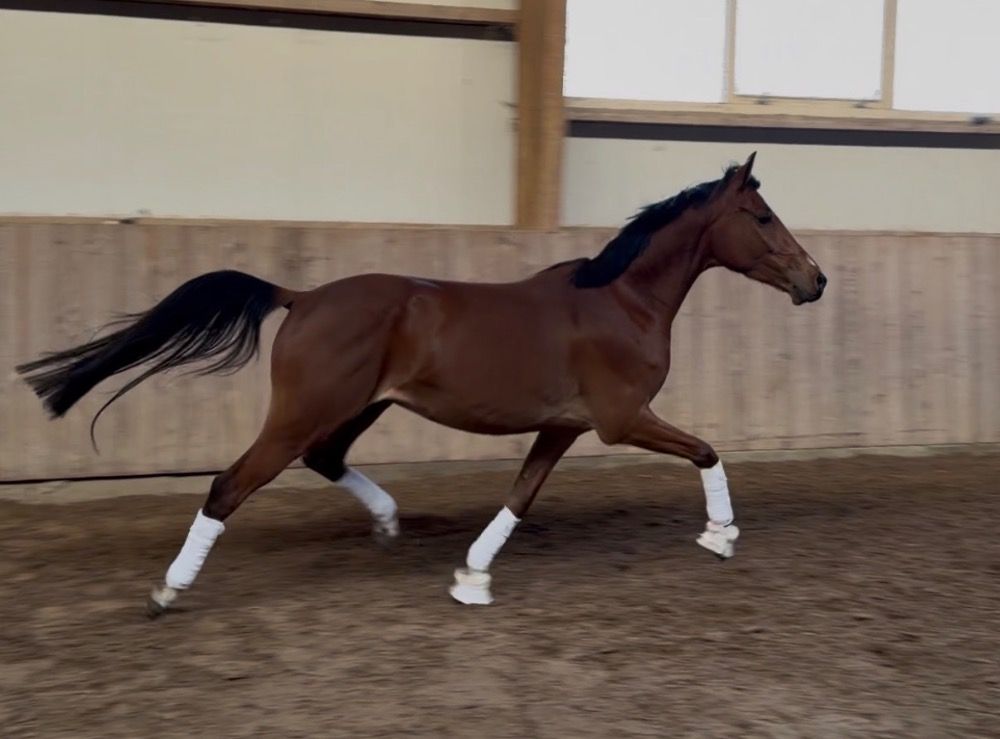 Welsh springpony Ruin 4 years old Bruin for sale - Photo 4