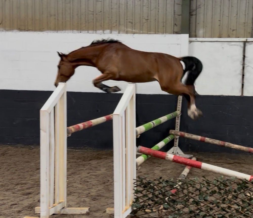 Welsh springpony Ruin 4 years old Bruin for sale - Photo 3