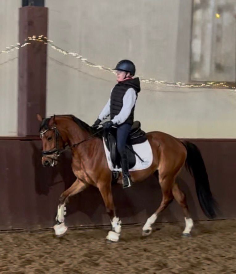 Beautiful talented sport pony