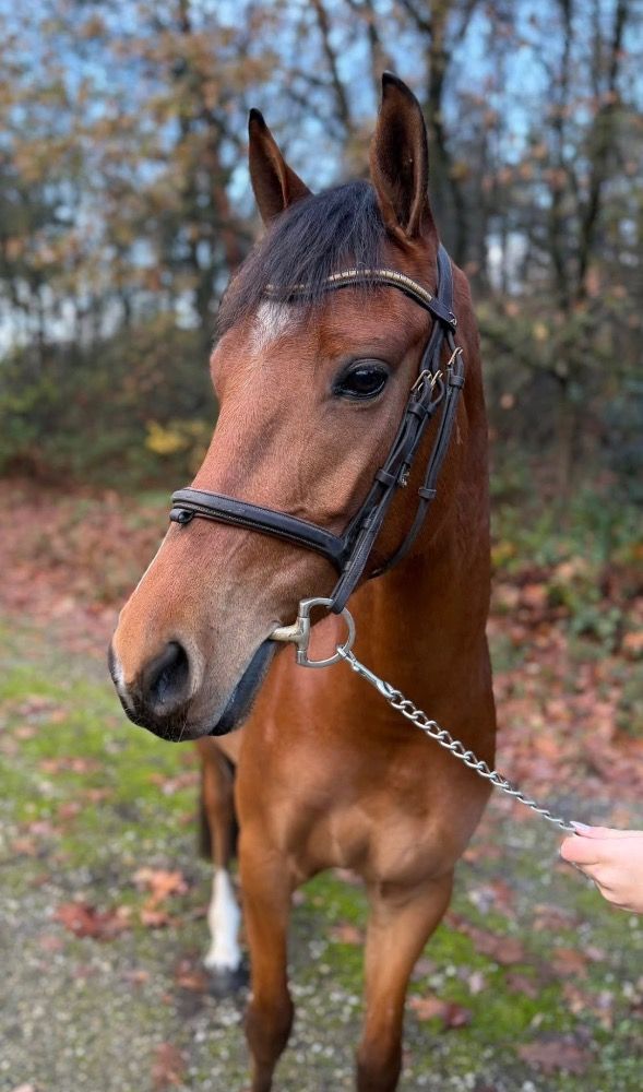 Welsh springpony Ruin 4 years old Bruin for sale - Photo 2
