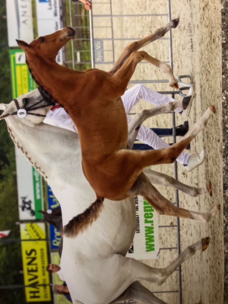 KWPN springpaard Hengst Bruin te koop - Foto 2