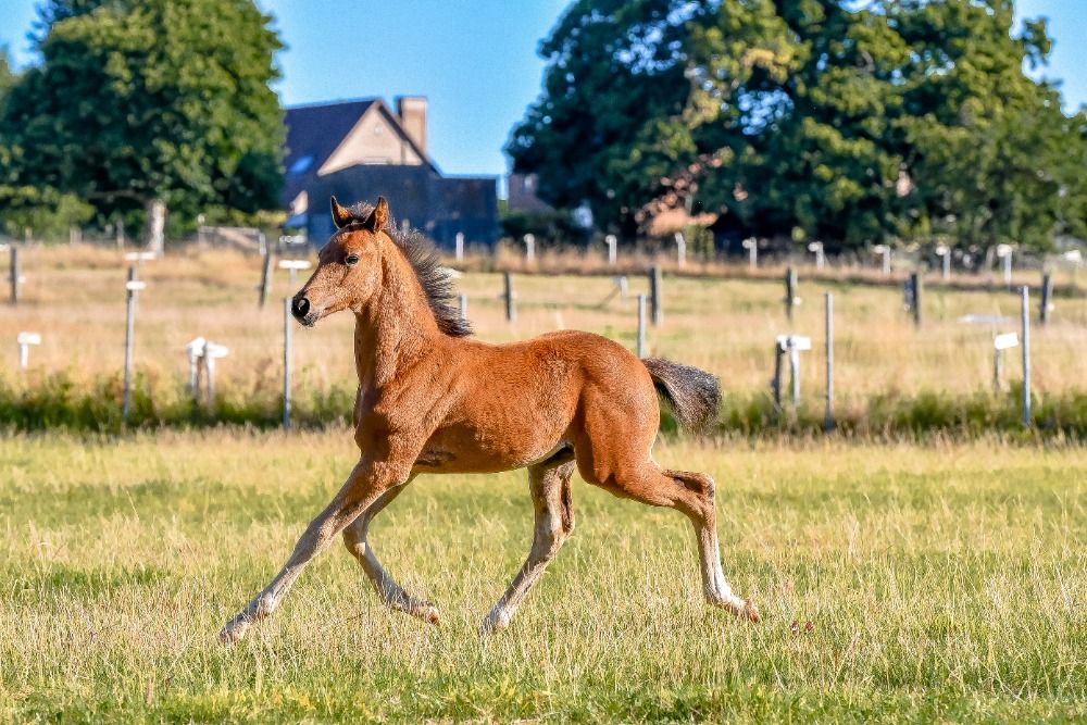 BWP dressuurpaard Hengst Bruin te koop - Foto 3