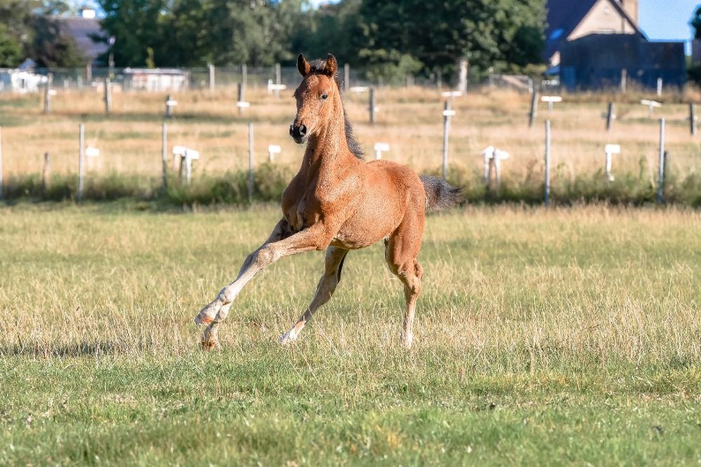 BWP dressuurpaard Hengst Bruin te koop - Foto 4