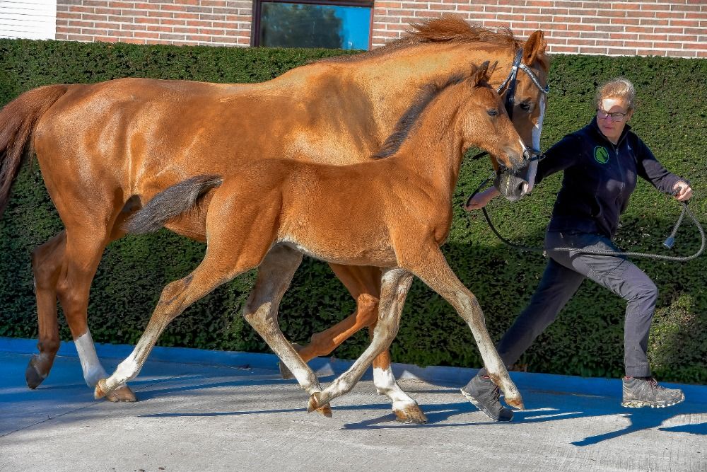 BWP dressuurpaard Hengst Bruin te koop - Foto 5