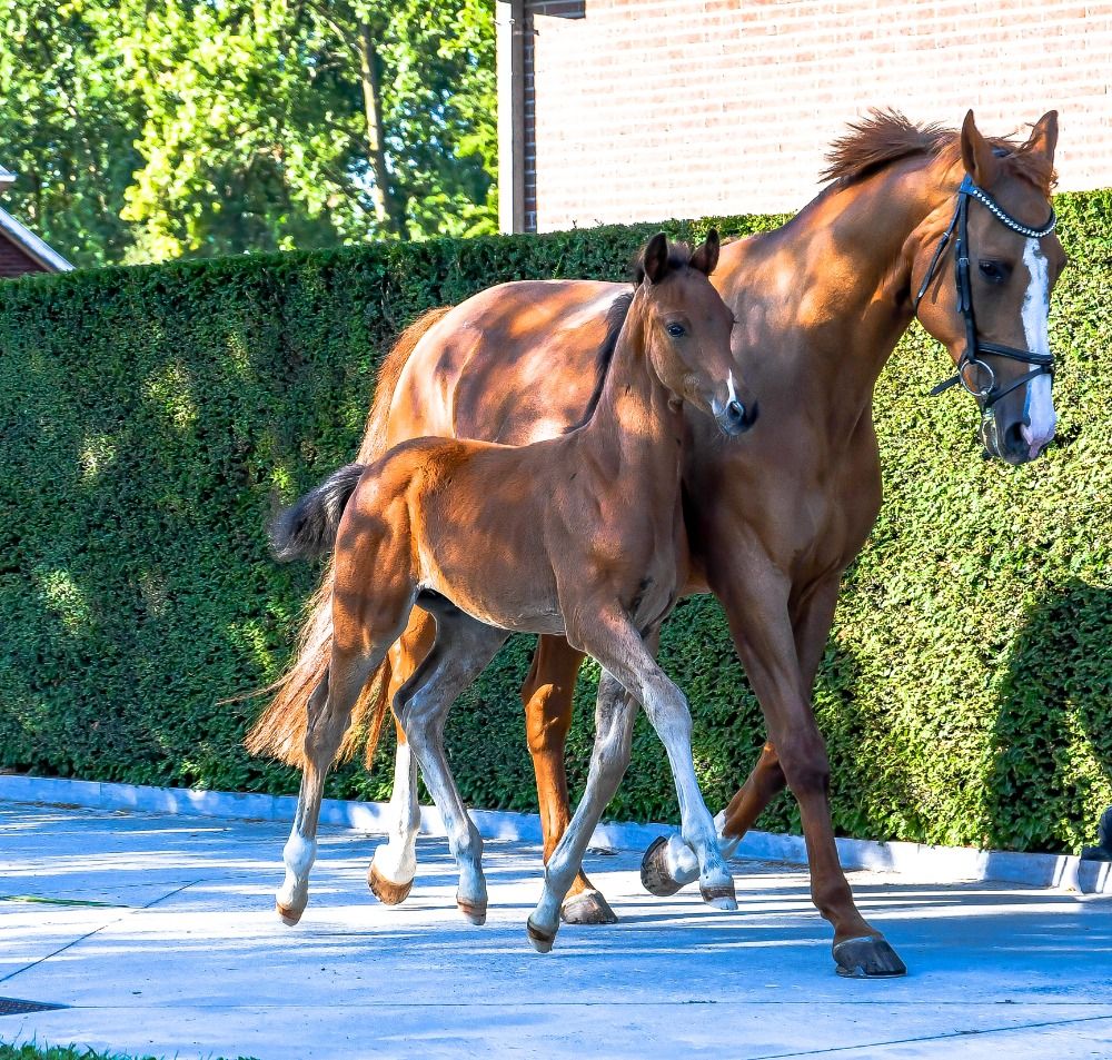BWP dressuurpaard Hengst Bruin te koop - Hoofdfoto