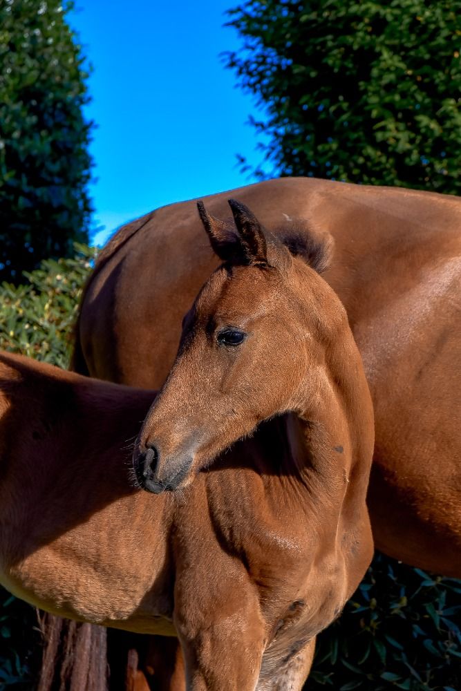 BWP dressuurpaard Hengst Bruin te koop - Foto 6