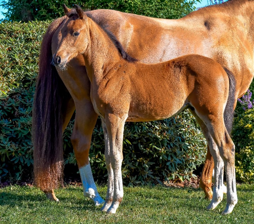 BWP dressuurpaard Hengst Bruin te koop - Foto 2