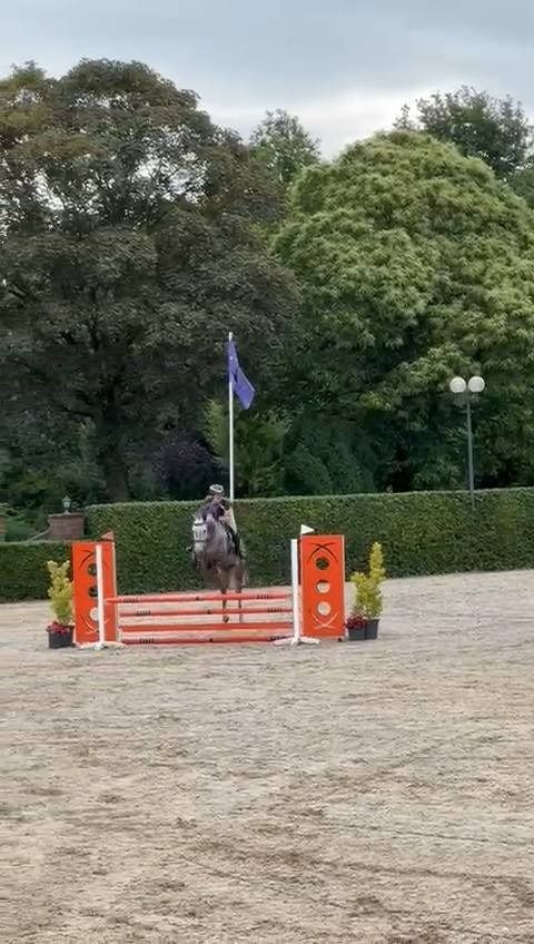 Zangersheide allrounder Merrie 8 jaar Schimmel te koop - Foto 5