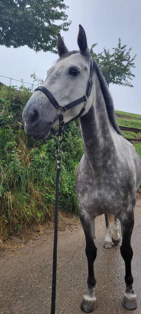 Zangersheide allrounder Merrie 8 jaar Schimmel te koop - Foto 4