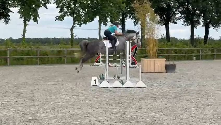 Zangersheide allrounder Merrie 8 jaar Schimmel te koop - Foto 2