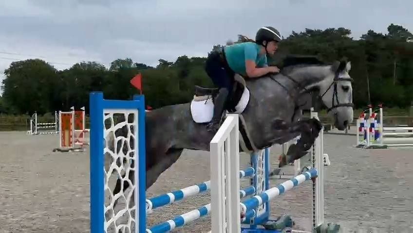 Zangersheide allrounder Merrie 8 jaar Schimmel te koop - Foto 3