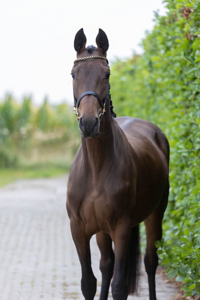 KWPN springpaard Merrie 3 jaar Donkerbruin te koop - Hoofdfoto